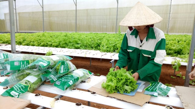 Thu hút đầu tư phát triển nông nghiệp bền vững gắn với chế biến biến