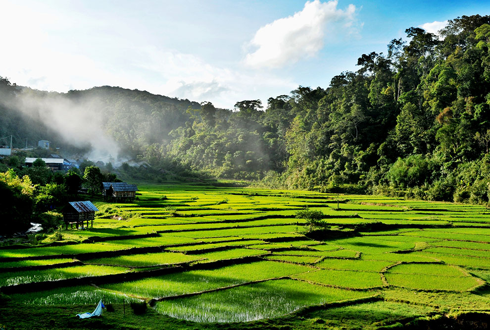 Thủ tướng Chính phủ Phê duyệt Chương trình phát triển lâm nghiệp bền vững giai đoạn 2021 - 2025.