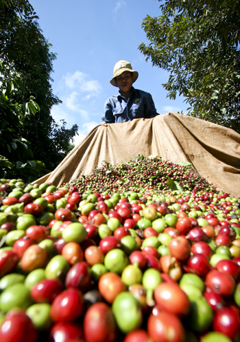 Buôn Ma Thuột lập Sở Giao dịch Cà phê và hàng hóa